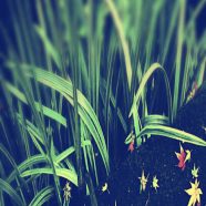 Flores de hierba Fondo de Pantalla de iPhone8