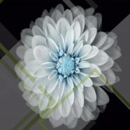 Flor fresco Fondo de Pantalla de iPhone8