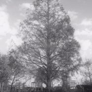 Parque de árboles Fondo de Pantalla de iPhone8