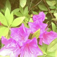 Flor de la azalea Fondo de Pantalla de iPhone8