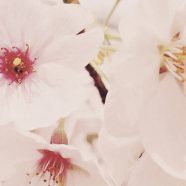 Flor de Cereza Fondo de Pantalla de iPhone8