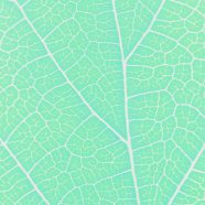 Patrón de las venas del verde azul Fondo de Pantalla de iPhone8