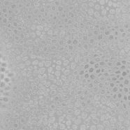 modelo gris Fondo de Pantalla de iPhone8