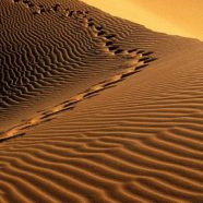 paisaje del desierto Fondo de Pantalla de iPhone8