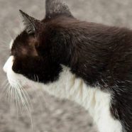 gato blanco y negro Fondo de Pantalla de iPhone8
