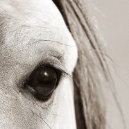 animal caballo Fondo de Pantalla de iPhone8