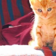 gatito del gato Fondo de Pantalla de iPhone8