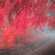 Paisaje de otoño hojas rojo Fondo de Pantalla de iPhone8
