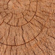 pared árbol marrón Fondo de Pantalla de iPhone8