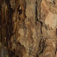 pared árbol marrón Fondo de Pantalla de iPhone8