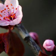 naturaleza de la flor Fondo de Pantalla de iPhone8