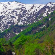 Montaña de la nieve verde natural Fondo de Pantalla de iPhone8