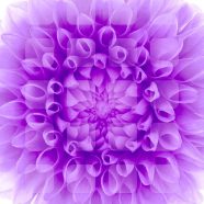 estantería de flores púrpura blanca Fondo de Pantalla de iPhone8