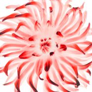 flor rojo blanca Fondo de Pantalla de iPhone8