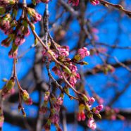 flores y árboles paisaje azul de color rosa Fondo de Pantalla de iPhone8