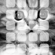 Animal monocromático estante gato Fondo de Pantalla de iPhone8