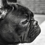 Perro blanco y negro Fondo de Pantalla de iPhone8