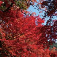 Paisaje de otoño las hojas de madera natural de color rojo Fondo de Pantalla de iPhone8