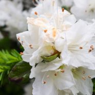 flores blancas Fondo de Pantalla de iPhone8