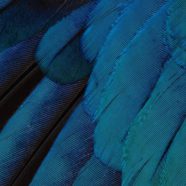 plumas patrón de color azul verde guay iOS9 Fondo de Pantalla de iPhone8