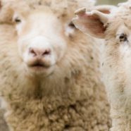 ovejas Animal Fondo de Pantalla de iPhone8