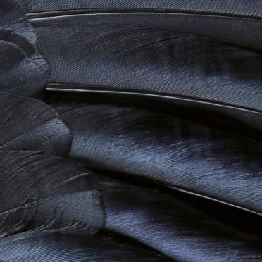 Patrón de plumas negro guay iOS9 Fondo de Pantalla de iPhone8