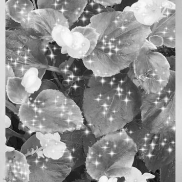 Flor blanco y negro Fondo de Pantalla de iPhone8