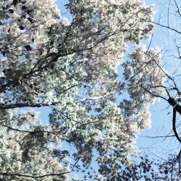 Árbol verde Fondo de Pantalla de iPhone8Plus