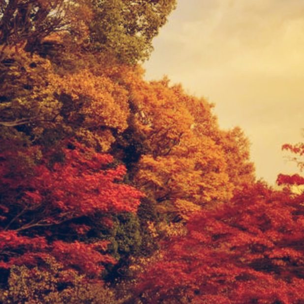 Paisaje de las hojas de otoño Fondo de Pantalla de iPhone8Plus