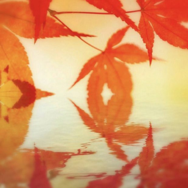 Follaje de otoño superficie del agua Fondo de Pantalla de iPhone8Plus
