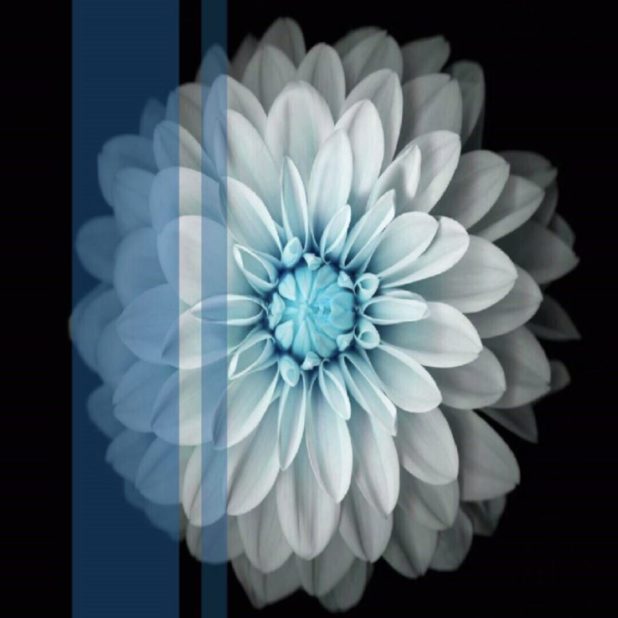 Flor blanca Fondo de Pantalla de iPhone8Plus