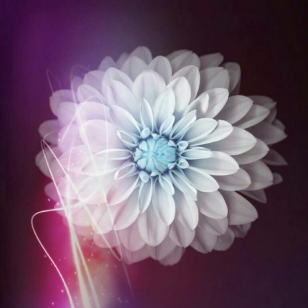 Flor blanca Fondo de Pantalla de iPhone8Plus