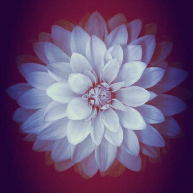 Flor fresca Fondo de Pantalla de iPhone8Plus