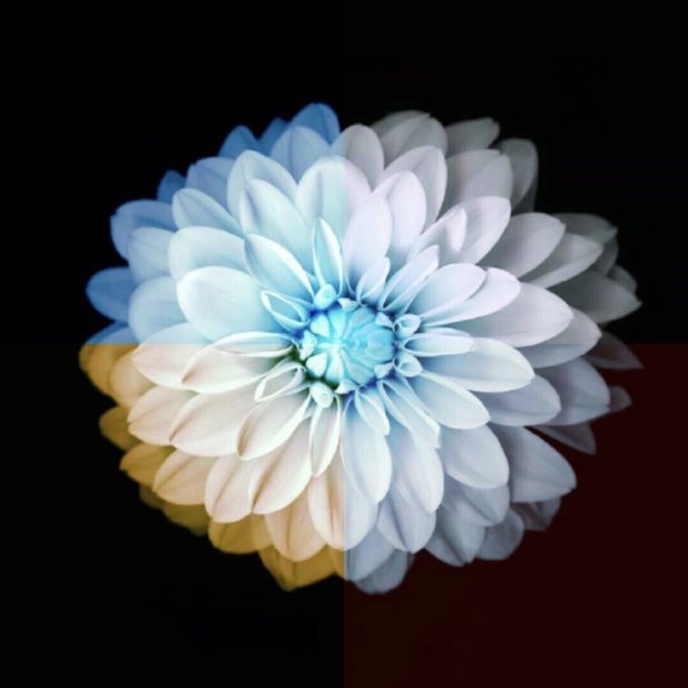 Flor fresco Fondo de Pantalla de iPhone8Plus