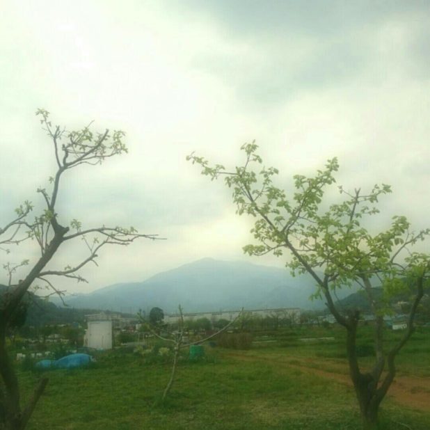 Árbol de campo Fondo de Pantalla de iPhone8Plus