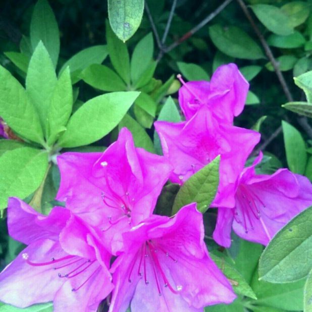 Flor de la azalea Fondo de Pantalla de iPhone8Plus