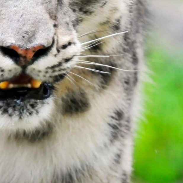 White Tiger Animal Fondo de Pantalla de iPhone8Plus