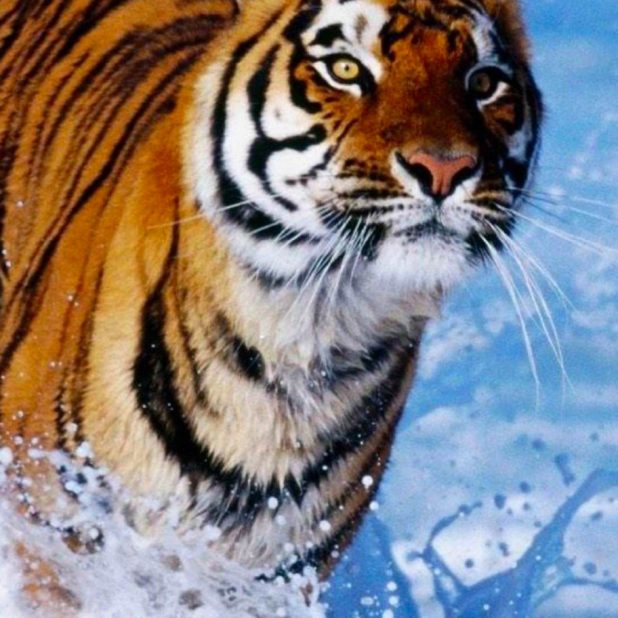 tigre Animal Fondo de Pantalla de iPhone8Plus