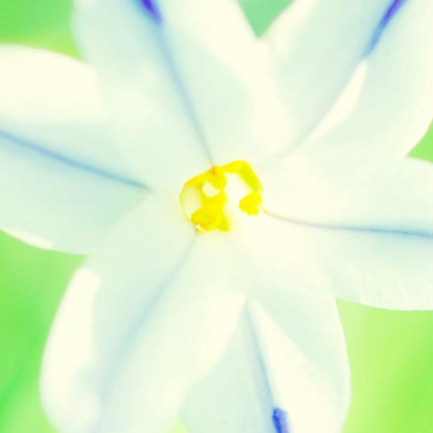 blanco natural de la flor Fondo de Pantalla de iPhone8Plus