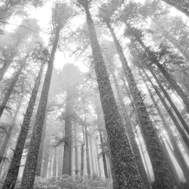 monocromático paisaje forestal Fondo de Pantalla de iPhone8Plus