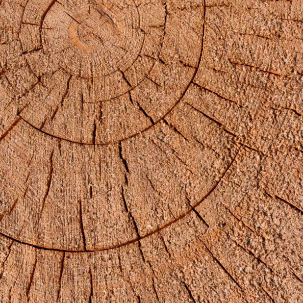 pared árbol marrón Fondo de Pantalla de iPhone8Plus