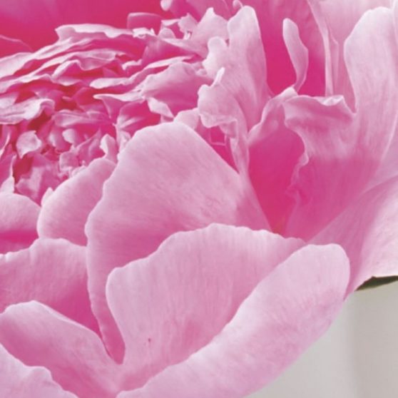 Flor natural de color rosa Fondo de Pantalla de iPhoneX