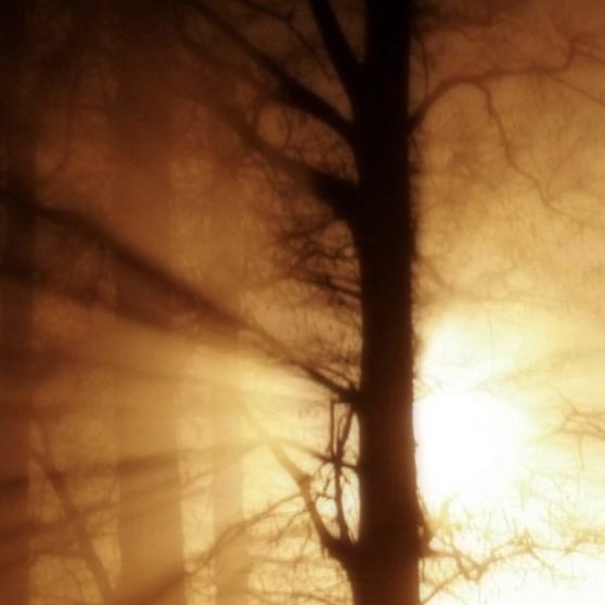 la puesta del sol del paisaje forestal Fondo de Pantalla de iPhoneX