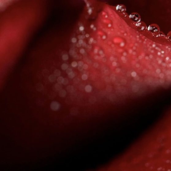 rojo natural de la flor Fondo de Pantalla de iPhoneX