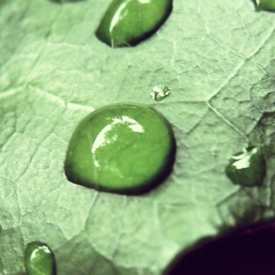 cloroplasto Natural Fondo de Pantalla de iPhoneX