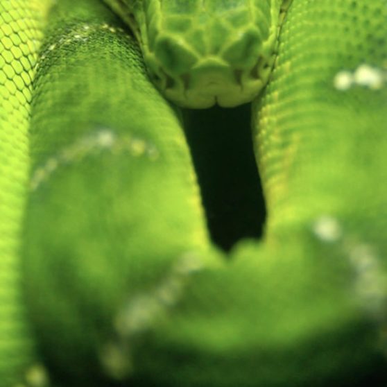 serpiente verde animal Fondo de Pantalla de iPhoneX