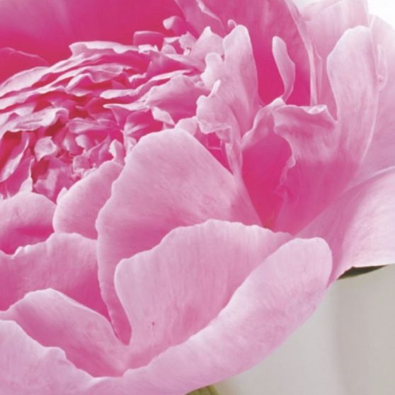 Flor natural de color rosa Fondo de Pantalla de iPhoneX