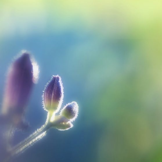 Flor natural púrpura Fondo de Pantalla de iPhoneX