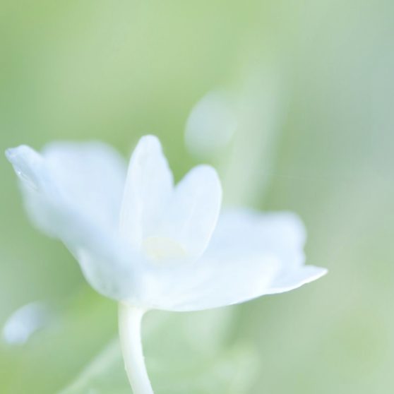 blanco natural de la flor Fondo de Pantalla de iPhoneX