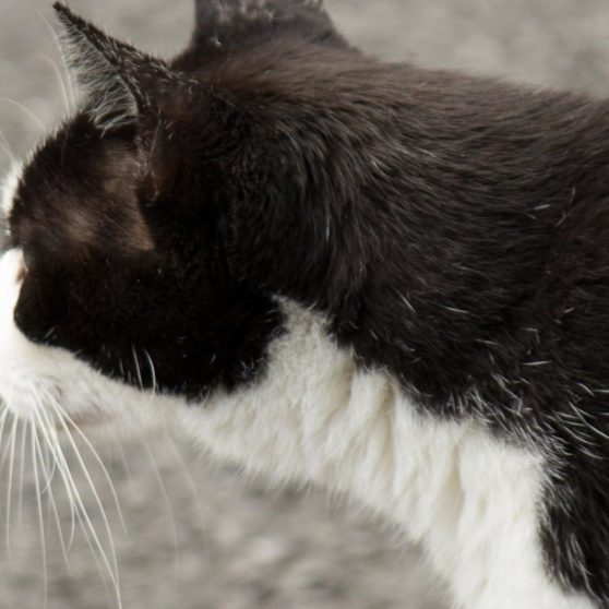 gato blanco y negro Fondo de Pantalla de iPhoneX